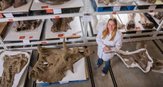 A paleontologist stands next to large fossils in NHMU's collections.