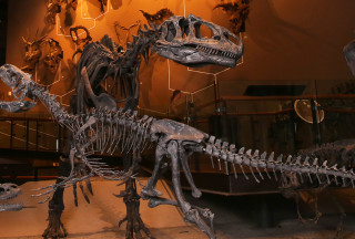 The Past Worlds exhibit at NHMU.