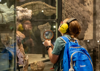A child wearing ear muffs looks at a dinosaur fossil at NHMU.