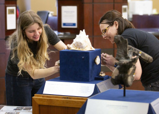 Two museum employees on the right and left sides of the frame build a small display of various types of seashells.