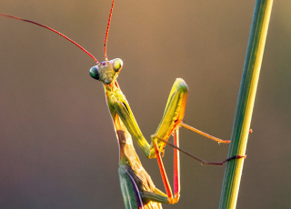 praying mantis