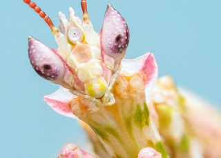 pink and green flower mantis
