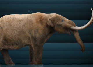 Life reconstruction of an American mastodon with a stockier, shorter build compared to mammoths. Its body is covered with brown hair, and its tusks are long and curve upward. A height scale in the background marks 3 meters.