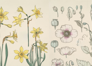 illustrations from the new york public library of wildflowers in yellow and purple