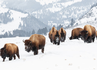 A herd of bison move through snow in a mountainous landscape. 