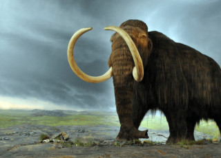 This is an artistic depiciotn of a mommoth.